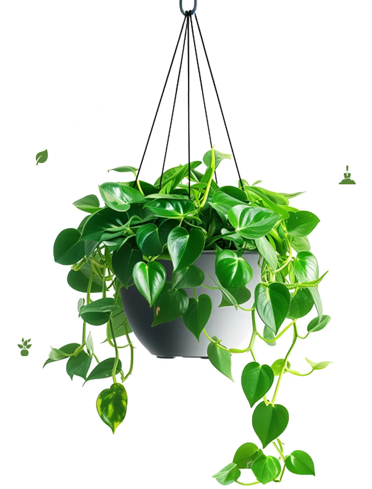 image of a flower pot with plant