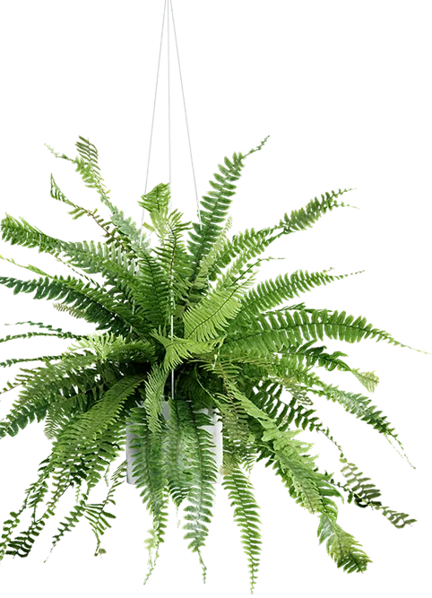 image of people and plants